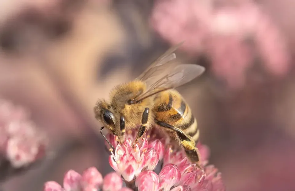 Honey Bee — Nature Honey Bee — Nature — Honey Bee, Flower Petals, Pollen, Nature, Pest Control