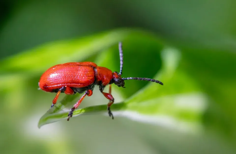 Lily Leaf Beetle — Pest Control — Lily Leaf Beetle, Beetle, Insect, Pest Control, Pest Control