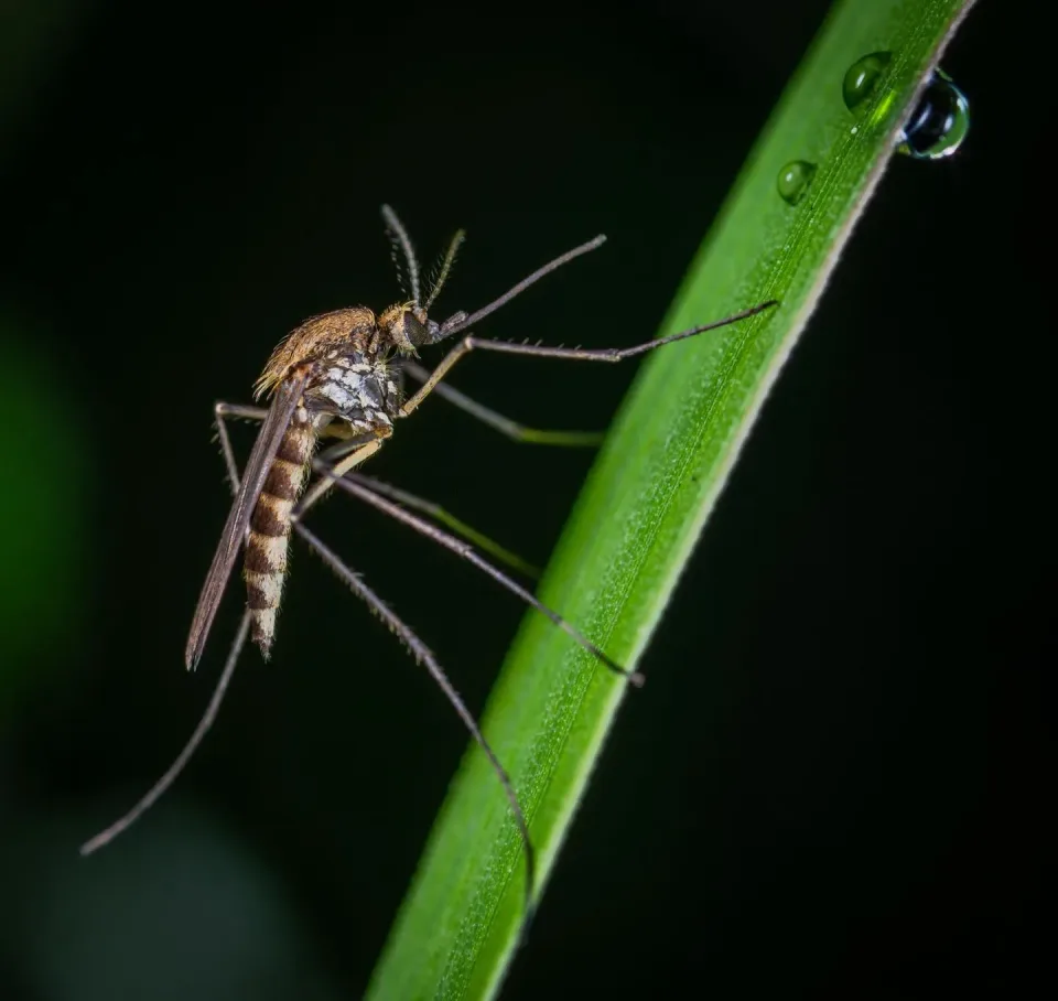 Mosquito — Pest Control Mosquito — Pest Control — Mosquito, Grass Blade, Water Droplet, Pest Control, Pest Control
