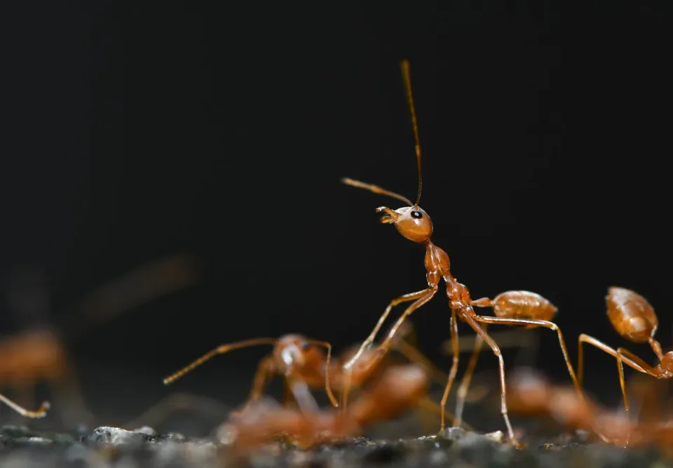 Weaver Ant — Pest Control — Weaver Ant, Ant Colony, Ant Antennae, Pest Control, Pest Control
